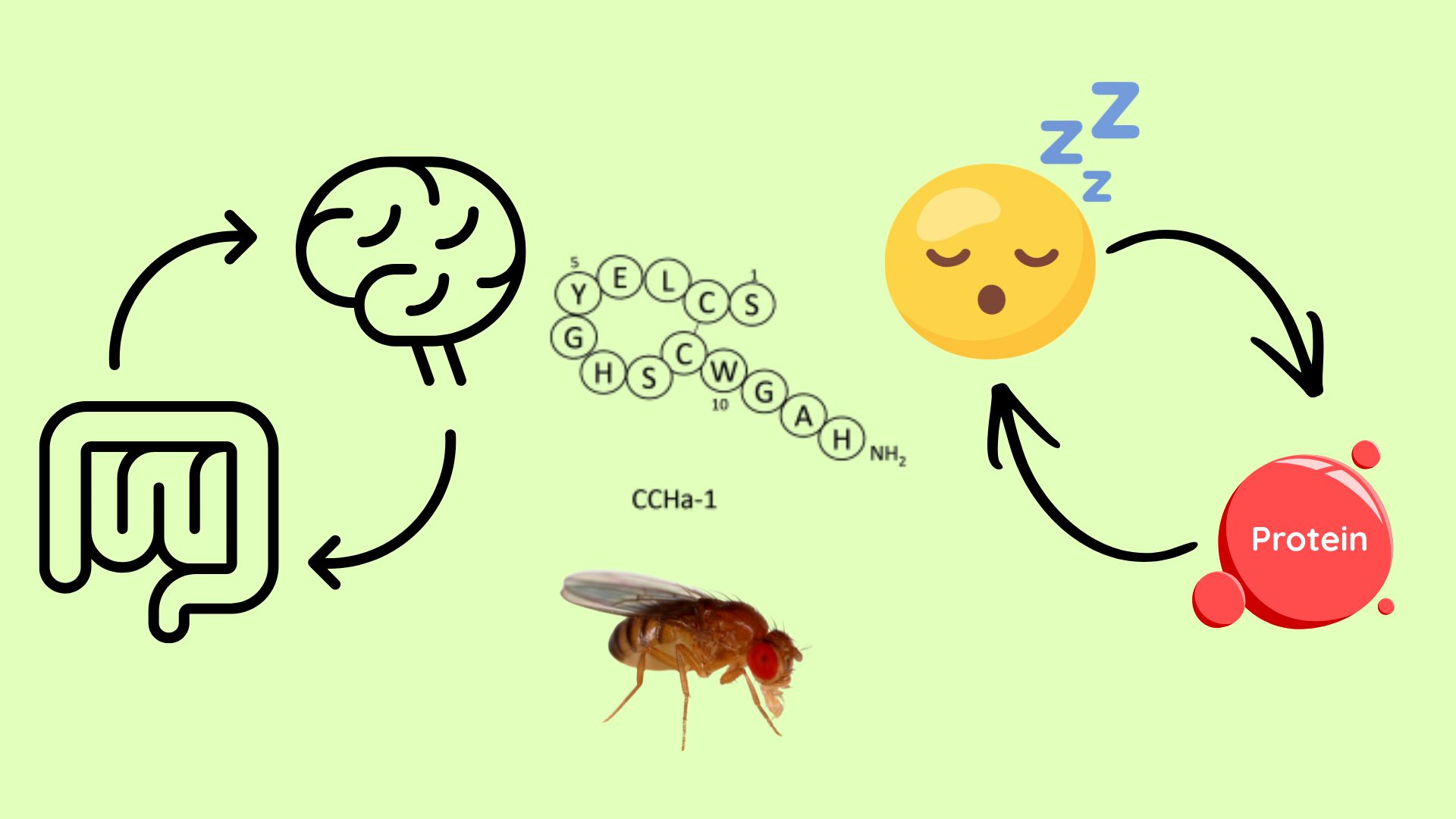 The gut-brain connection: A tiny peptide shapes how flies eat, sleep and survive